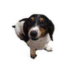 噛む犬は噛むけど、噛まへん犬は噛まへん（個別スタンプ：17）