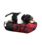 噛む犬は噛むけど、噛まへん犬は噛まへん（個別スタンプ：18）