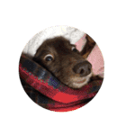 噛む犬は噛むけど、噛まへん犬は噛まへん（個別スタンプ：19）