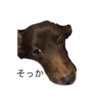 噛む犬は噛むけど、噛まへん犬は噛まへん（個別スタンプ：22）