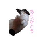 噛む犬は噛むけど、噛まへん犬は噛まへん（個別スタンプ：24）