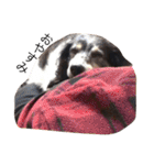 噛む犬は噛むけど、噛まへん犬は噛まへん（個別スタンプ：29）