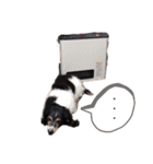 噛む犬は噛むけど、噛まへん犬は噛まへん（個別スタンプ：31）
