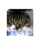 マーちろ（個別スタンプ：2）