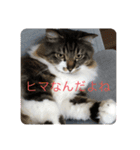 マーちろ（個別スタンプ：6）