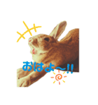 ちゃんぴなの日常（個別スタンプ：3）