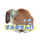 ちゃんぴなの日常（個別スタンプ：6）