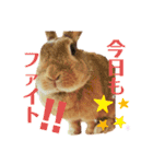 ちゃんぴなの日常（個別スタンプ：11）
