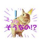 ちゃんぴなの日常（個別スタンプ：20）