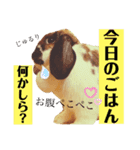 ちゃんぴなの日常（個別スタンプ：21）