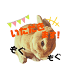 ちゃんぴなの日常（個別スタンプ：23）