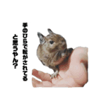ハードボイルドデグーもちまる（個別スタンプ：3）