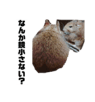 ハードボイルドデグーもちまる（個別スタンプ：6）