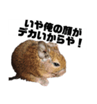 ハードボイルドデグーもちまる（個別スタンプ：7）