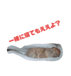 ハードボイルドデグーもちまる（個別スタンプ：9）