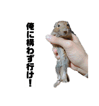 ハードボイルドデグーもちまる（個別スタンプ：12）