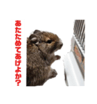 ハードボイルドデグーもちまる（個別スタンプ：14）