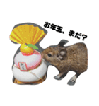 ハードボイルドデグーもちまる（個別スタンプ：16）