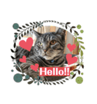 猫(オシキャット)の清水梅さん～forever～（個別スタンプ：1）