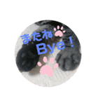 猫(オシキャット)の清水梅さん～forever～（個別スタンプ：2）