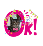 猫(オシキャット)の清水梅さん～forever～（個別スタンプ：3）