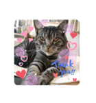猫(オシキャット)の清水梅さん～forever～（個別スタンプ：5）