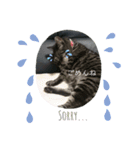 猫(オシキャット)の清水梅さん～forever～（個別スタンプ：6）