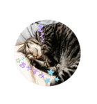 猫(オシキャット)の清水梅さん～forever～（個別スタンプ：8）