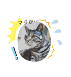 猫(オシキャット)の清水梅さん～forever～（個別スタンプ：9）