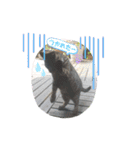 猫(オシキャット)の清水梅さん～forever～（個別スタンプ：10）