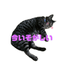 猫(オシキャット)の清水梅さん～forever～（個別スタンプ：13）