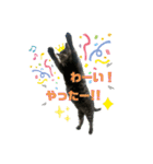 猫(オシキャット)の清水梅さん～forever～（個別スタンプ：14）