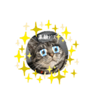 猫(オシキャット)の清水梅さん～forever～（個別スタンプ：15）