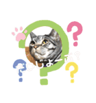 猫(オシキャット)の清水梅さん～forever～（個別スタンプ：17）