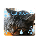 猫(オシキャット)の清水梅さん～forever～（個別スタンプ：18）