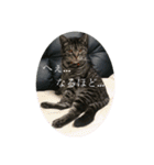 猫(オシキャット)の清水梅さん～forever～（個別スタンプ：21）