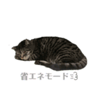 猫(オシキャット)の清水梅さん～forever～（個別スタンプ：22）