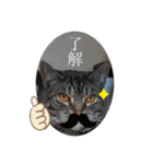 猫(オシキャット)の清水梅さん～forever～（個別スタンプ：23）