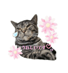 猫(オシキャット)の清水梅さん～forever～（個別スタンプ：24）