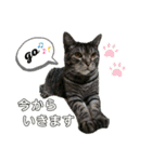 猫(オシキャット)の清水梅さん～forever～（個別スタンプ：25）