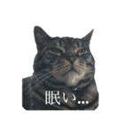 猫(オシキャット)の清水梅さん～forever～（個別スタンプ：26）