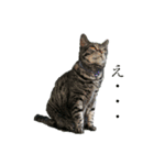 猫(オシキャット)の清水梅さん～forever～（個別スタンプ：29）