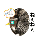 猫(オシキャット)の清水梅さん～forever～（個別スタンプ：30）