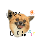 ぶっくカウ（個別スタンプ：1）