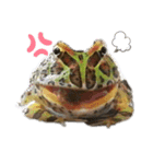 カエル2（個別スタンプ：2）