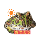 カエル2（個別スタンプ：7）
