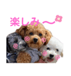 トイプードル・3兄弟スタンプ（個別スタンプ：2）