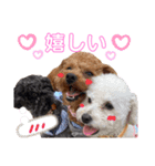トイプードル・3兄弟スタンプ（個別スタンプ：3）