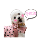 トイプードル・3兄弟スタンプ（個別スタンプ：9）
