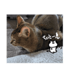 おしおねこ2（個別スタンプ：16）